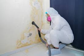 Best Black Mold Removal  in Williston Highlands, FL